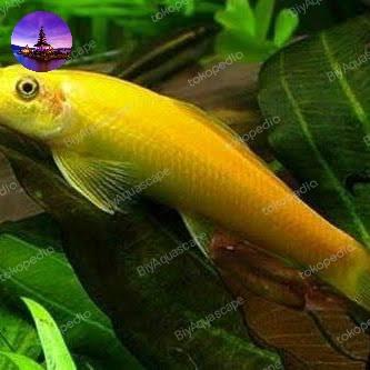 Gambar IKAN HIAS AQUASCAPE SAE ALGAETER / IKAN PEMAKAN LUMUT SAE ALGAETER - CAE dari BiyAquascape undefined 3 Tokopedia