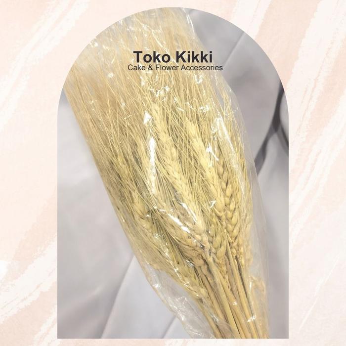 Gambar bunga gandum kering | Dried Flower - Natural dari Toko Kikki undefined Tokopedia