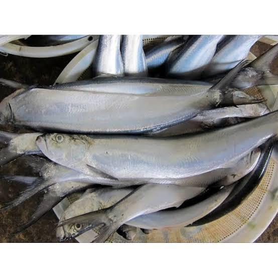 Gambar Ikan parang parang / Ikan parang / Fillet Ikan Parang - Utuh, 100 gram dari Supermart Solution undefined Tokopedia