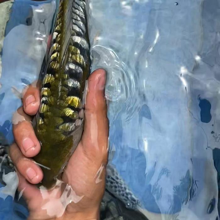 Gambar ikan koi soragoi aragoke size 30cm dari cimanggu koi undefined Tokopedia