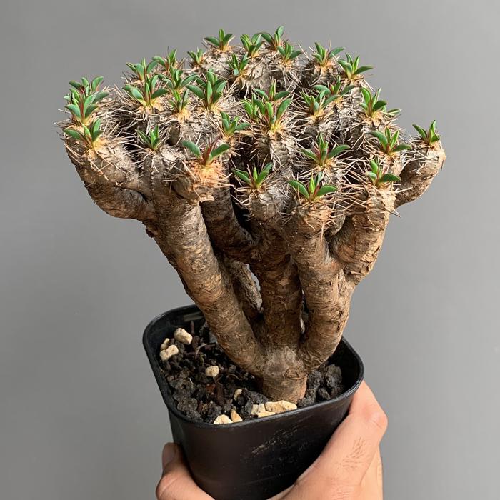 ⭐︎週末価格⭐︎ Euphorbia guillauminiana / 船串篤司 ⭐︎週末価格⭐︎ Euphorbia guillauminiana / 船串篤司