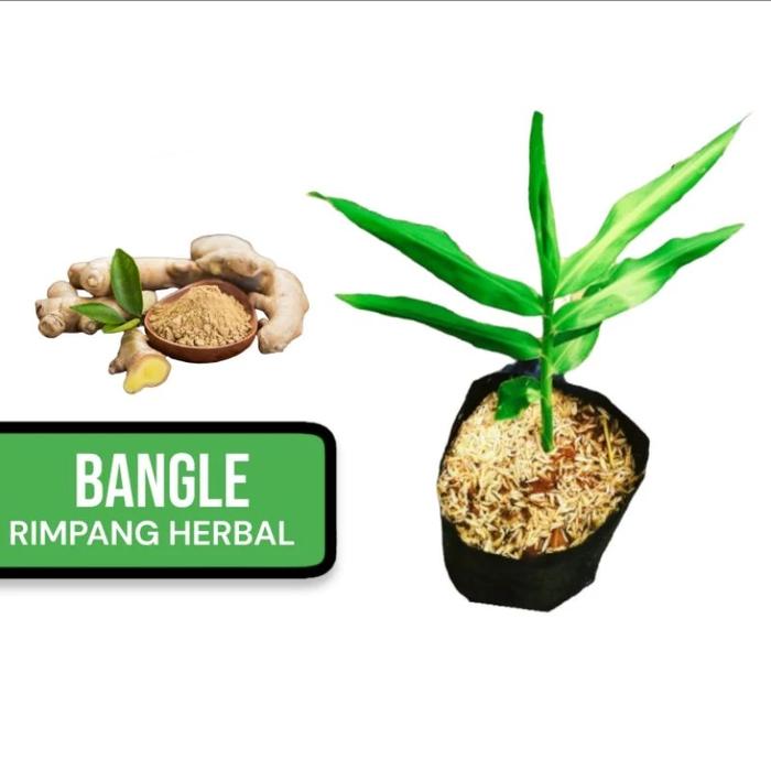 Gambar TANAMAN HERBAL REMPAH//BANGLAI//BANGLE dari KEBUNBEKASI undefined Tokopedia