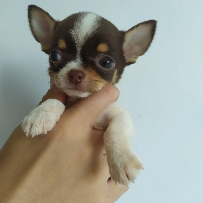 Gambar Chihuahua jantan mini dari Djago Kennel undefined Tokopedia