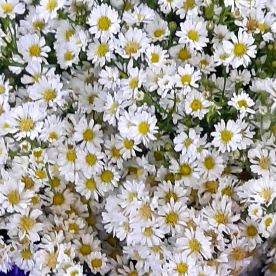 Gambar Bunga pikok bunga fresh  10 tangkai - fucia dari Murisa Flower undefined 5 Tokopedia