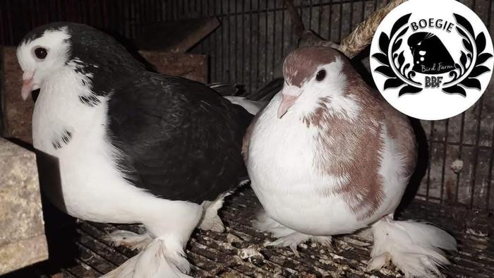 Gambar Burung Merpati Hias Lahore dari tokobs undefined Tokopedia