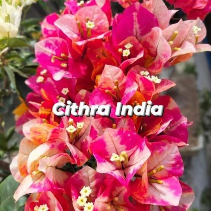 Gambar Bibit Tanaman hias Bougenville Cithra India dari 3N Flower undefined Tokopedia