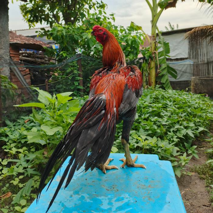 Gambar ayam aseel ayam hias ori ekor panjang (blt) dari widiyant undefined Tokopedia