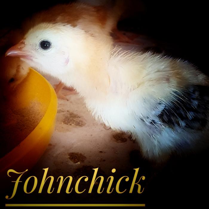 Gambar DOC Ayam Elba / Bibit Ayam Elba 4-7 hari. Ayam Kampung Petelur Elba dari JohnChick undefined Tokopedia