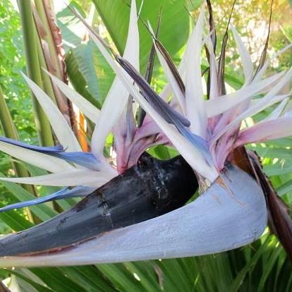 Gambar Tanaman Hias Unik Pisang Brid Of Paradise/Strelitzia Nicolai dari omahbibit.id undefined Tokopedia