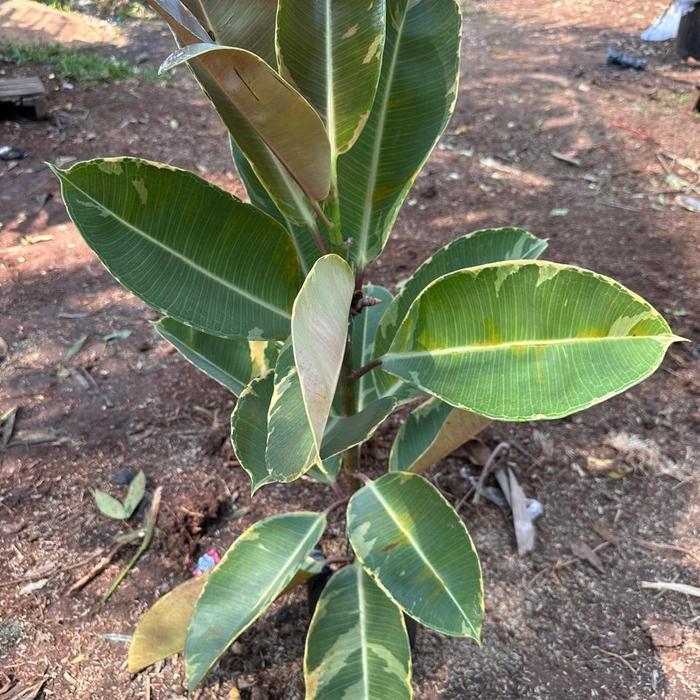 Gambar Tanaman Hias karet kebo tinggi 1 meteran murah - yang varigata, termasuk pot dari Embun Pagi Taman Hias undefined Tokopedia