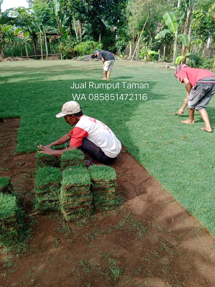 Gambar Harga Rumput Jepang Ponorogo Permeter dari rumputgajahmini undefined Tokopedia