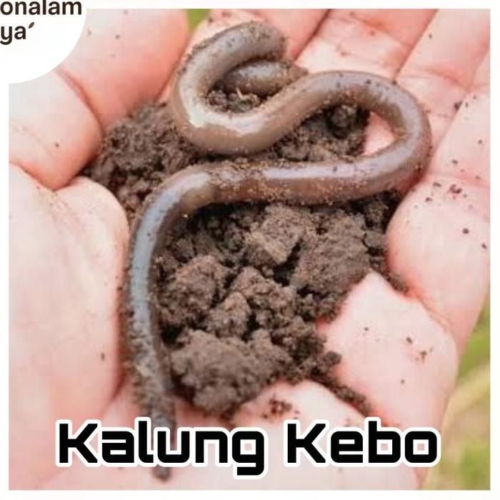 Gambar Cacing Tanah Kalung ANC Lumbricus Hidup Umpan Pancing Pakan 1000gr 1Kg - Kalung Kebo, 250gr dari Ayonalam Raya undefined Tokopedia