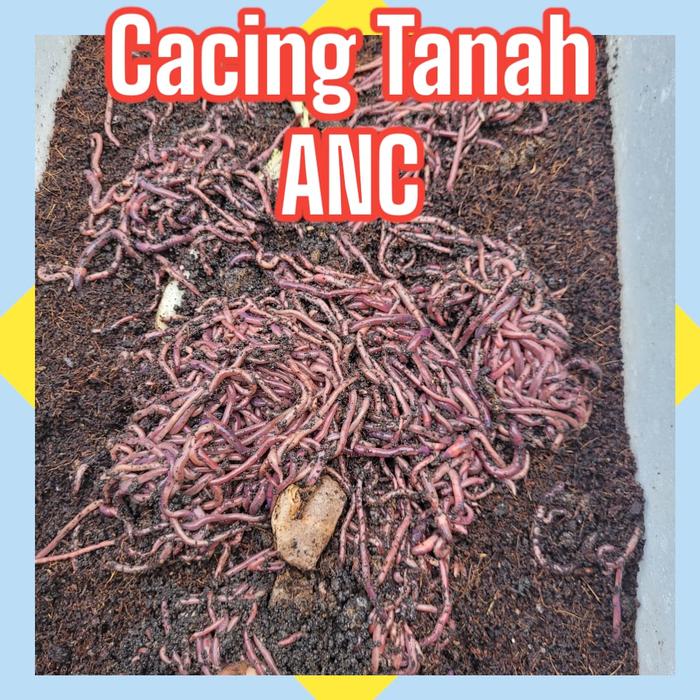 Gambar cacing tanah bersih hidup 1kg cacing anc hidup - 100gr dari RR Farm jakarta undefined Tokopedia
