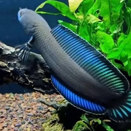 Gambar Ikan channa andrao kualitas premium grade A gondrong sadis - 7-8 CM dari Super Koi Nusantara undefined Tokopedia
