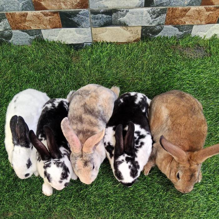 Gambar kelinci rex  usia 2 bulan dari pace rabbit 2 undefined Tokopedia