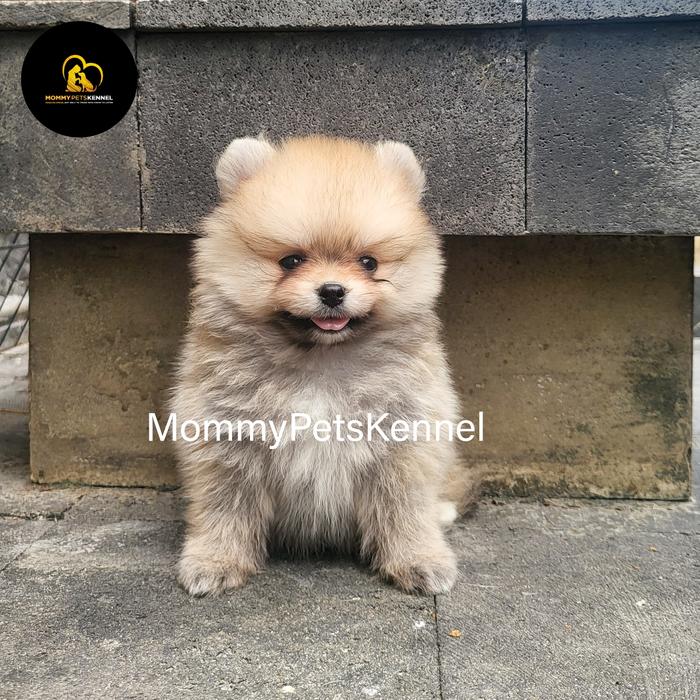 Mini Pom Dijual Jual Anjing Mini Pom STAMBUM TERMURAH Kota