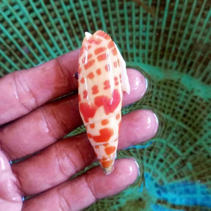 Gambar keong hias laut red cone snail dari plankton reef undefined Tokopedia