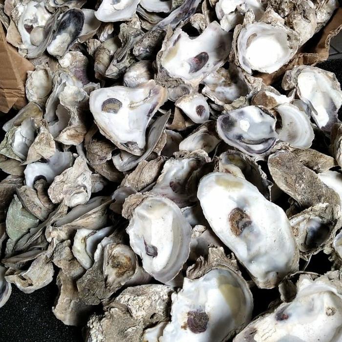 Jual Oyster shell Ph buffer karungan 10kg kolam koi dan aquarium - Kab ...