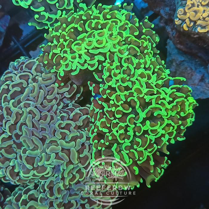 Gambar HAMMER CORAL koral kuku siwalan REERFERSW - hijau metalik dari REEFERSW undefined Tokopedia