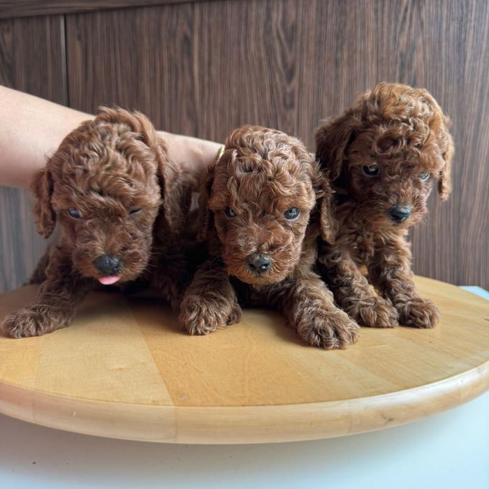 Toy Jual Standard Poodle Jual Anak Anjing Red Toy Poodle