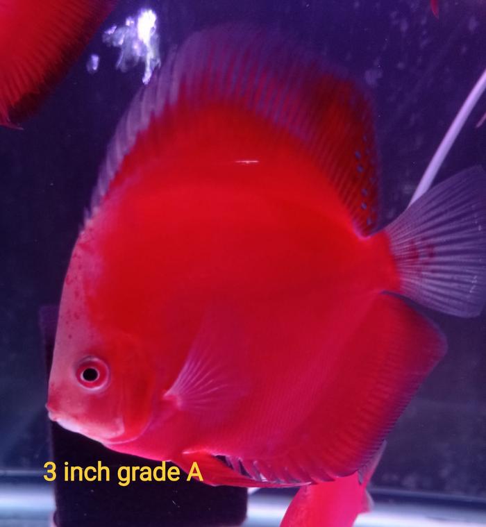 Gambar Ikan Discus Red Melon 1,5 cm s/d 5 inch - 1,5 cm dari dragonmaniax undefined Tokopedia