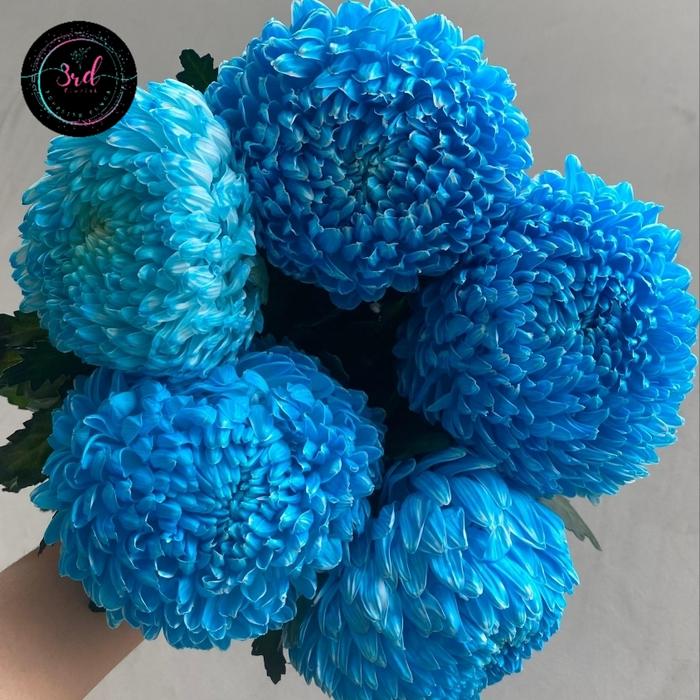 Gambar Bunga Peony Mum Import 5 tangkai (Bunga Segar Jakarta) - Biru dari 3rd florist undefined Tokopedia