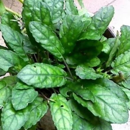 Gambar DAUN KEJI BELING/ GEMPUR BATU SEGAR dari Joe Luqmany Shop undefined Tokopedia