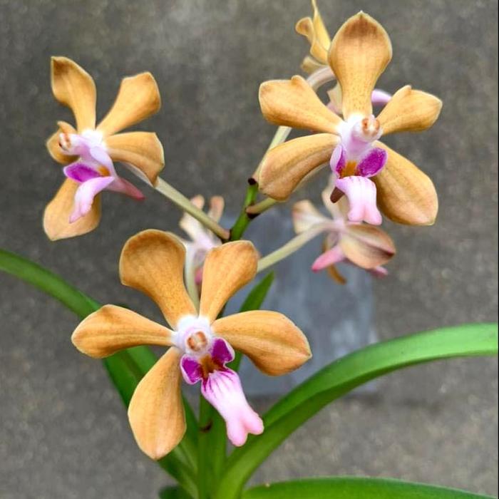 Gambar (Vanda falcata x Vanda denisoniana) x Papilionanda Mimi Palmer - Bumi Orchids Anggrek Koleksi dari Bumi Orchids & Tillandsia undefined Tokopedia