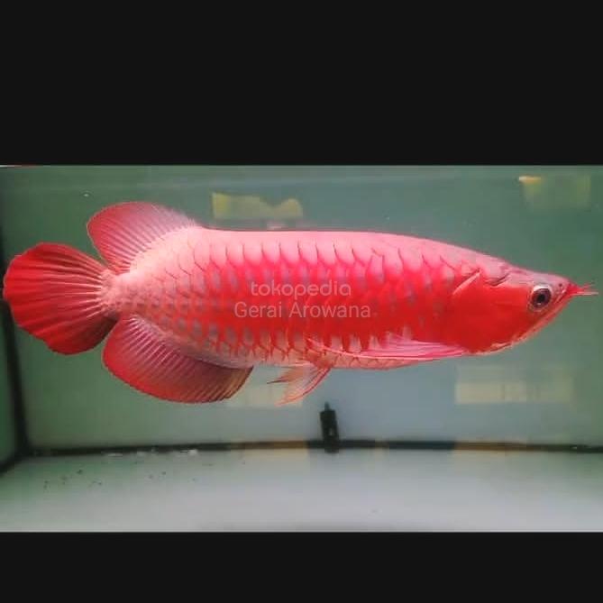 Gambar arwana super red merah bloker dari Gerai Arowana Tk undefined Tokopedia