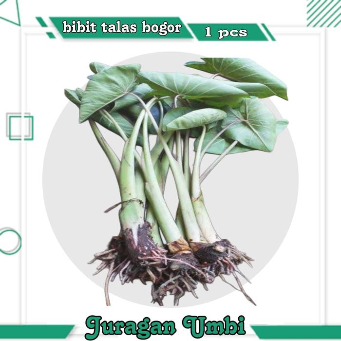 Gambar Umbi Talas Bogor 1 Kg Bibit Talas Bogor - 5 bibit talas dari Juragan Umbii undefined Tokopedia
