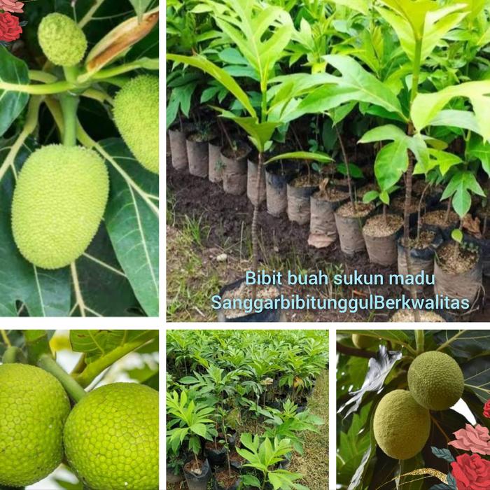 Gambar Bibit Tanaman buah Sukun madu jual paket isi 3 bibit atau 3 pohon super unggul pilihan dari Sanggarbibitunggulberkwalitas undefined Tokopedia