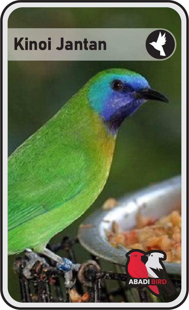 Gambar BURUNG KINOI JANTAN BANDUNG dari Abadi Bird Bandung undefined Tokopedia
