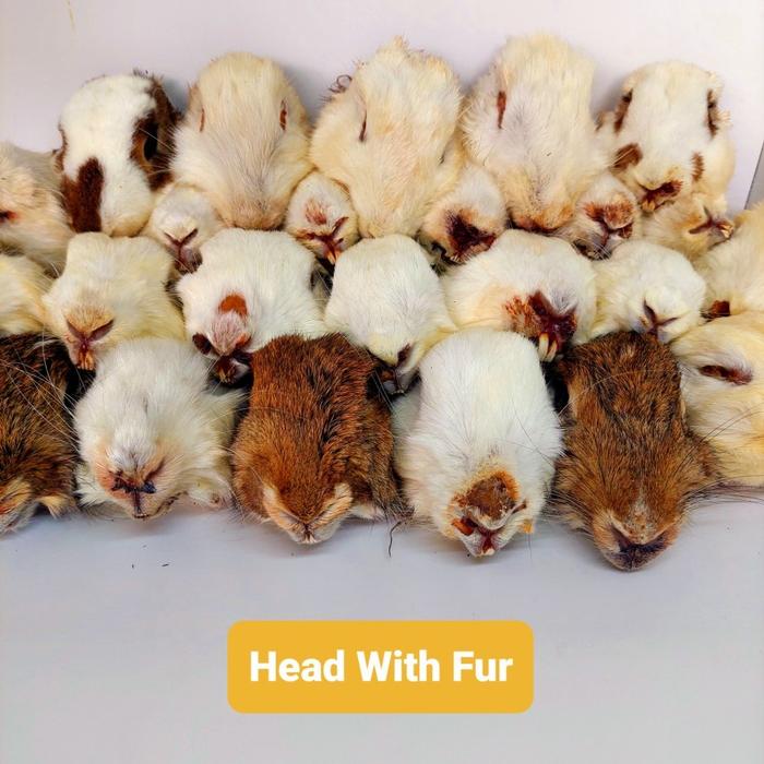 Gambar RumahBully | Rabbit Head With Fur Dehydrated Jerky Dog Snack Treat - 1-PC dari RumahBully undefined Tokopedia