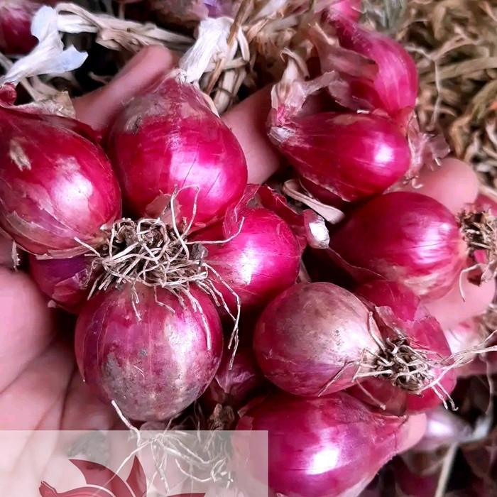 Gambar Bawang Merah Probolinggo 1kg Besar Sedang - 250 gram dari sayurlinggo undefined Tokopedia