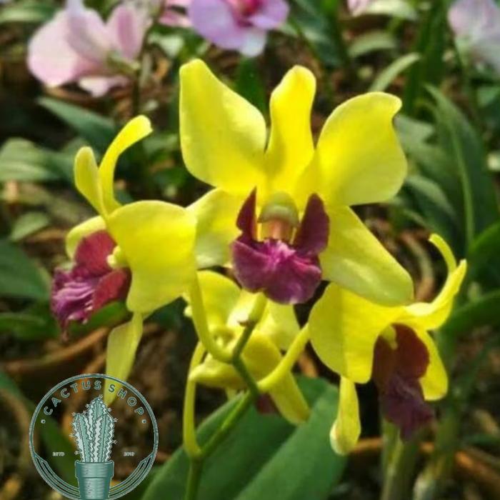 Gambar PROMO Anggrek Dendrobium / Tanaman hidup Anggrek dendrobium Bunga Hidup Anggrek dendrobium / Anggrek asli Dendrobium - a2 dari CACTUS COFFEE undefined Tokopedia