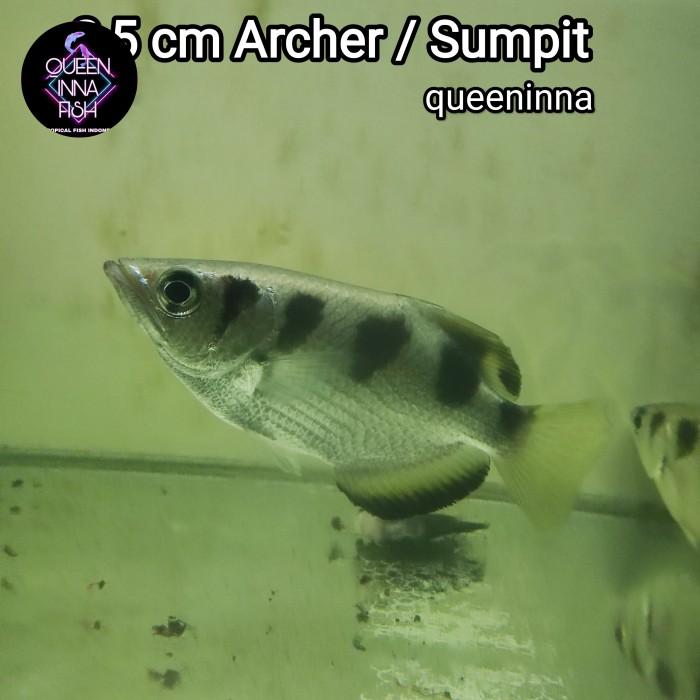 Gambar ikan archer fish / Ikan Sumpit / toxotidae / ikan pemanah dari QUEEN INNA FISH ID undefined Tokopedia