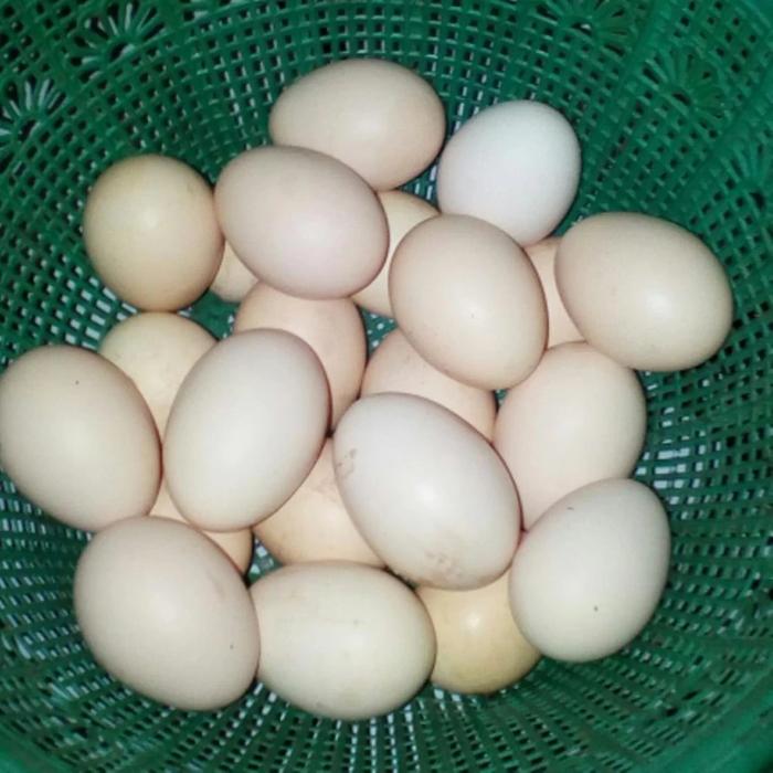 Gambar telur fertil ayam Kub 2 janaka dari bibit unggul bogor undefined Tokopedia