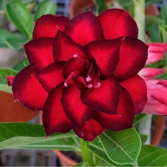 Gambar ENTRES ADENIUM BUNGA TUMPUK 10 CM - magic stars dari NAYYA FLOWER ADENIUM undefined Tokopedia