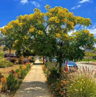 Gambar ry 50 Biji Cassia Leptophylla / Gold Medallion Trees / Golden Medallion Trees dari AalamAali undefined Tokopedia