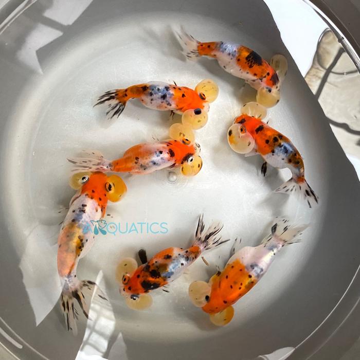 Gambar Ikan Maskoki Goldfish Mutiara Bubble Eye - 10-13cm dari ARQUATICS.ID undefined Tokopedia