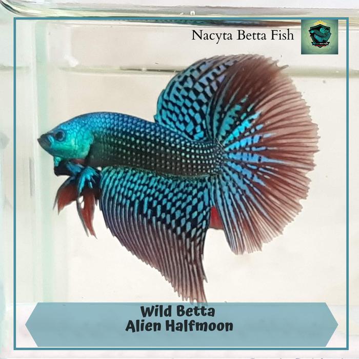 Gambar Wild Betta Alien Halfmoon dari Nacyta Betta Fish undefined Tokopedia
