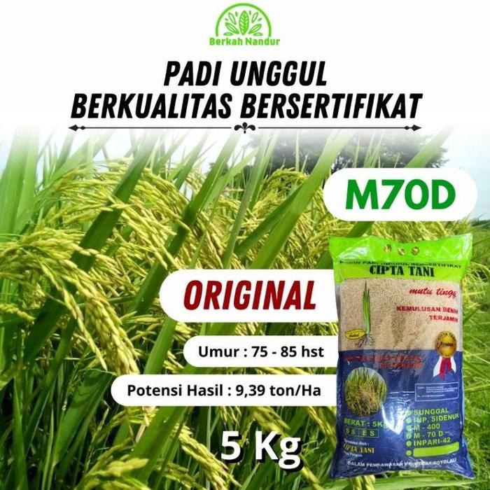 Gambar ORIGINAL Benih Padi M70D 5kg Padi M 70D Umur Pendek Genjah Padi Unggul dari CV CONFLATE undefined Tokopedia