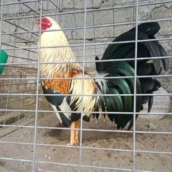 Gambar JEKY_STORE telur ayam philipin import AK47 petarung bisa untuk di tetaskan dari JEKY STORE00 undefined Tokopedia