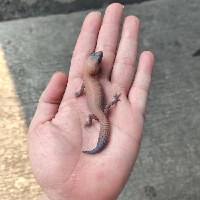 Gambar african fat tailed gecko - patternless dari kashira gecko undefined Tokopedia