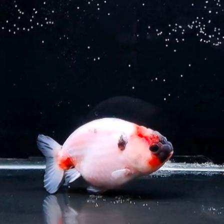 Gambar Ikan Mas Koki RANCHU - Fancy High Quality Tiny Tail Fish Hias Body Ekor Pendek Tails Premium Suju Super Jumbo Rancu GoldFish Gold HQ Type 1 - RANCHU 3 dari Miaojin Petshop undefined 4 Tokopedia