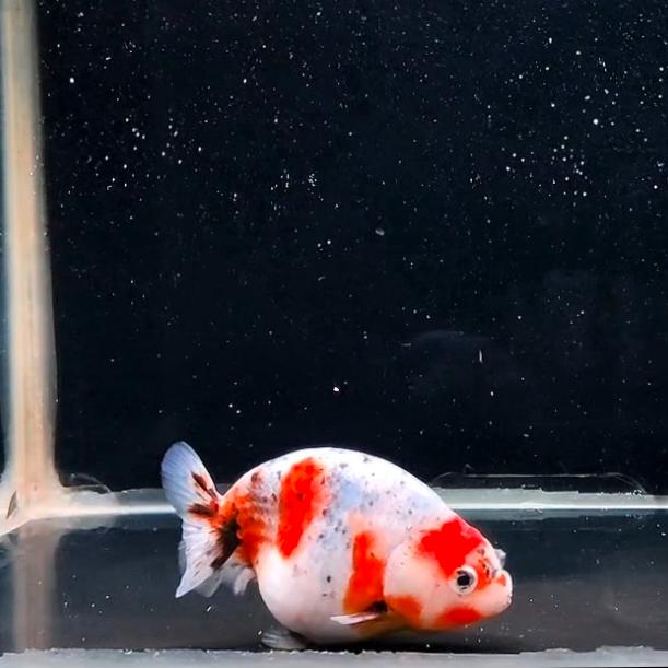 Gambar Ikan Mas Koki RANCHU - Fancy High Quality Tiny Tail Fish Hias Body Ekor Pendek Tails Premium Suju Super Jumbo Rancu GoldFish Gold HQ Type 1 - RANCHU 3 dari Miaojin Petshop undefined 5 Tokopedia