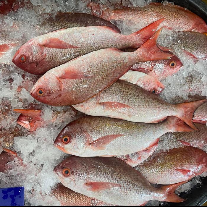 Gambar Ikan Kakap Merah Segar Ikan Kakap Merah Sawo Utuh Seafood Ikan Laut Segar 1Kg - 1 Pack, 500 gram dari Segar Laut Asia undefined Tokopedia