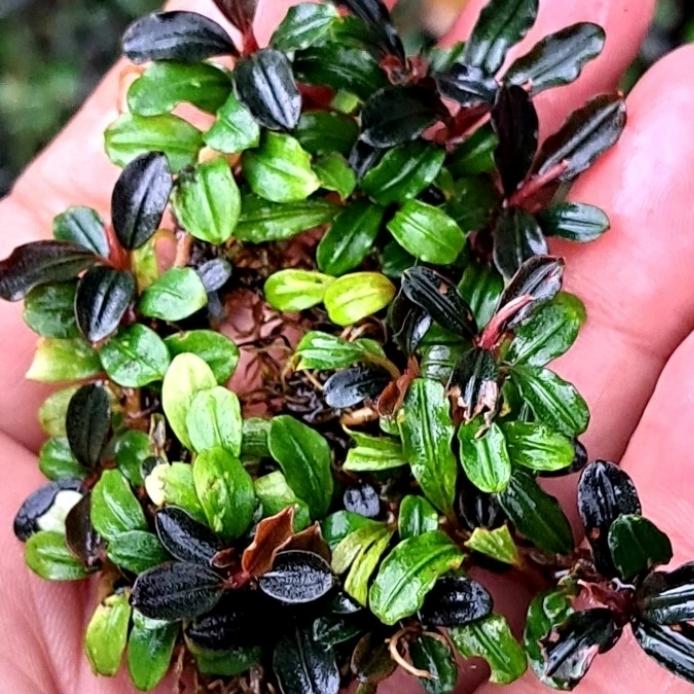 Gambar bucephalandra mini boyan full air per clump tanaman buce aquascape dari Explore Mart Bandung undefined Tokopedia