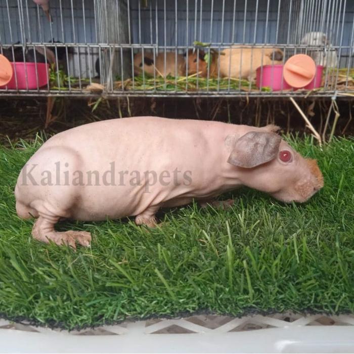 Hias Harga Guinea Pig Kandang Guinea Pig SIZE L (60X50X42