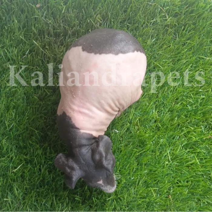 Gambar guinea pig skinny marmut hias import - belang dari Kaliandra pets undefined Tokopedia